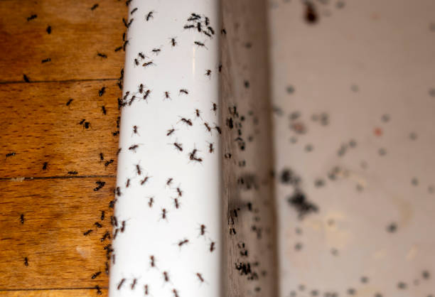 Best Termite Control Services  in Linden, TN