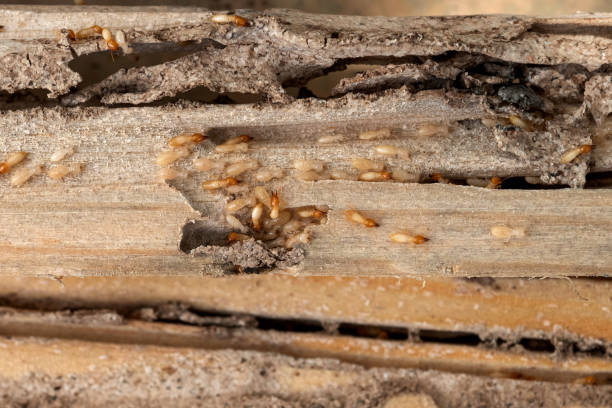 Best Wildlife Control Services  in Linden, TN